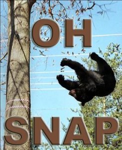 bear_ohsnap_zpsd194a7fd.jpg bear_ohsnap_zpsd194a7fd.jpg