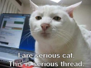 Iareseriouscat.jpg Iareseriouscat.jpg