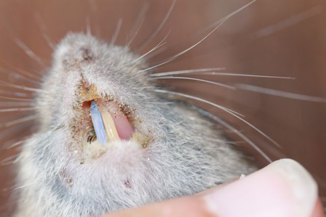 bluetooth_mouse-jpg.8500